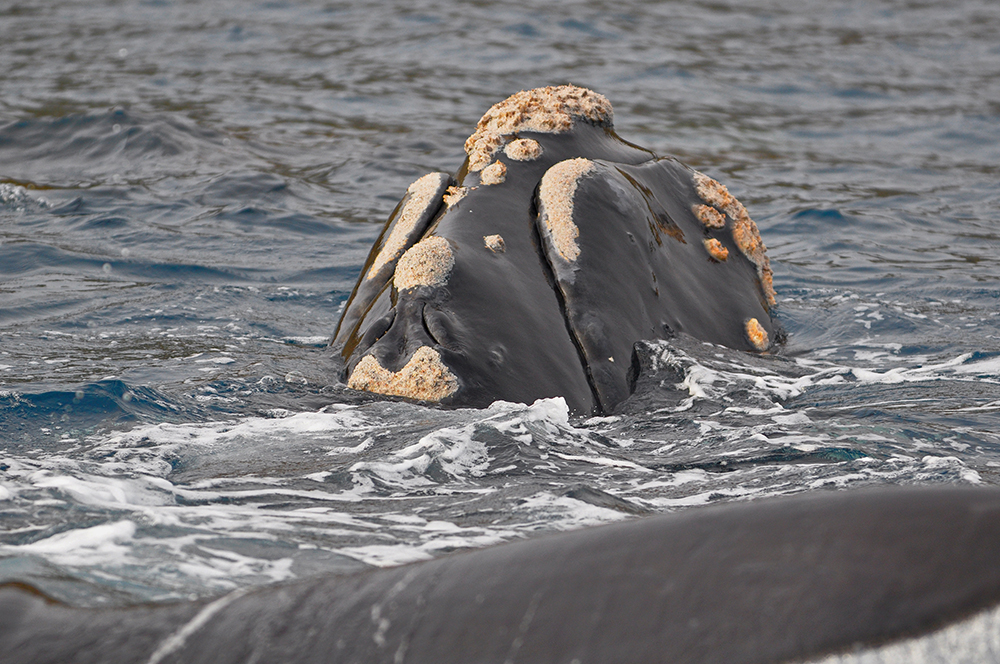 Balleny Islands biodiversity voyage, presented by Ministry of fisheries