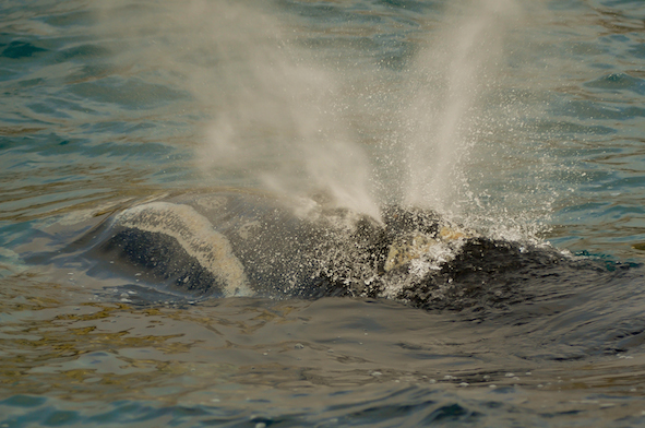 NIWA, Southern Right Whale research expedition Campbell island