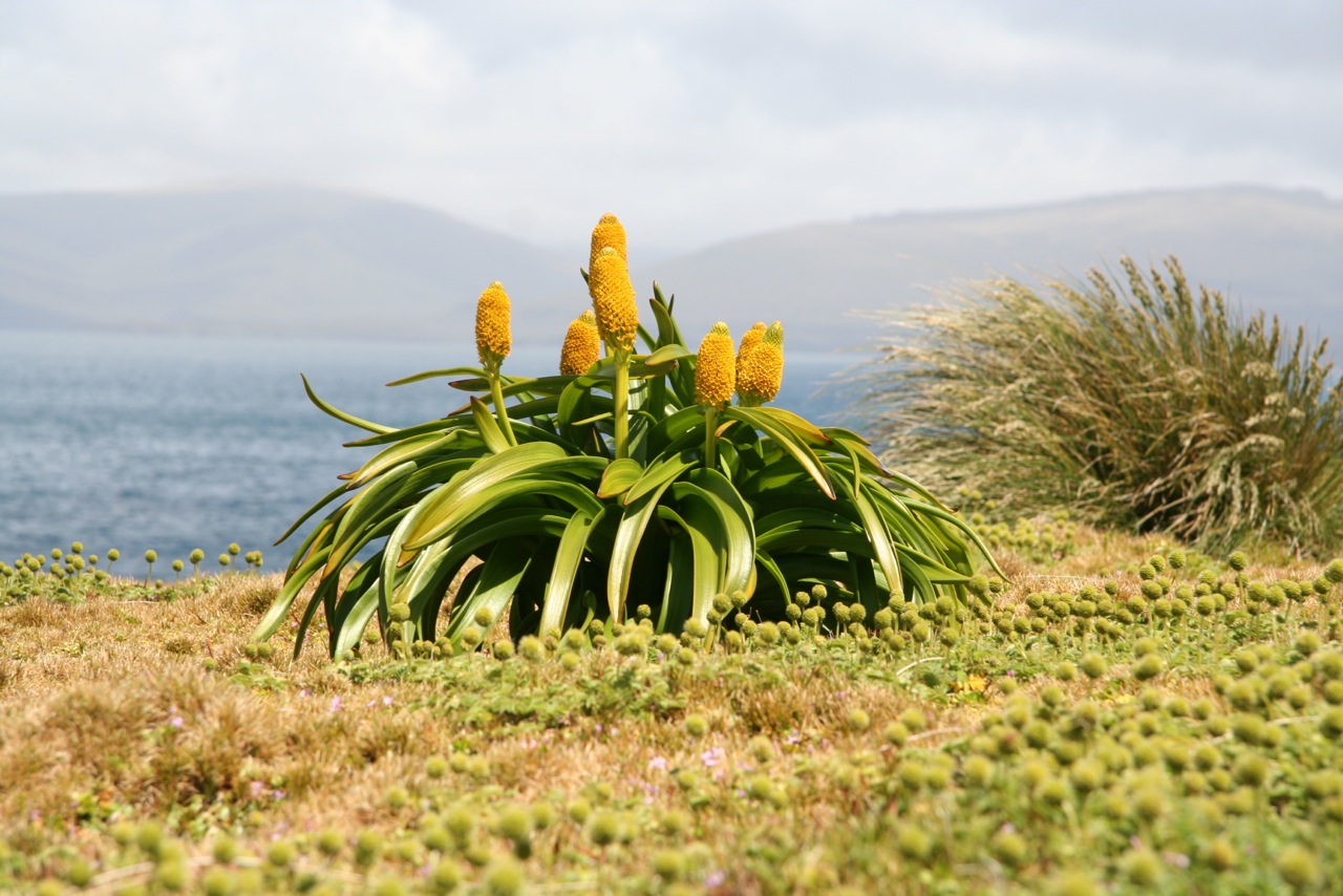 University of Otago, Botany dep, Campbell islands.